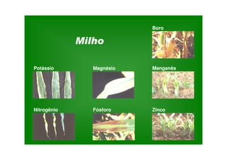 Boro
Potássio Magnésio Manganês
Zinco
Fósforo
Nitrogênio
 