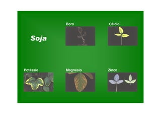 Magnésio Zinco
Boro Cálcio
Potássio
 
