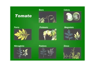 Boro
Ferro Potássio Magnésio
Cálcio
Nitrogênio Fósforo Zinco
 