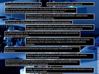 The specimen must be properly selected Must be properly and carefully collected.
The material should be collected from a site where he suspected pathogen is most
likely to be found and where the least contamination is likely to occur.
Whenever possible, specimens should be obtained before antimicrobial
agent(S) the patient is receiving.
The accute stage of disease is the appropriate time to collect most specimens.
Specimen collection should be performed with care and tact to avoid harming
the patient, causing discomfort, or causing undue embarrassment.
A sufficient quantity of the specimen must be obtained to provide enough material for
all require diagnostic tests.
All specimen must be placed or collected into a sterile container to prevent
contamination of the specimen by indigenous microflora and airborne
microbes.
Specimen must be protected from heat and cold and promptly delivered to the
laboratory.
Must be handled with great care to avoid contamination of the patients,
couriers, and healthcare professionals.
Specimens must be properly labeled and accompanied by an appropriate laboratory
test requisition containing adequate instructions.
Ideally, specimens should be collected and delivered to the laboratory as early
as in the day as possible.
 