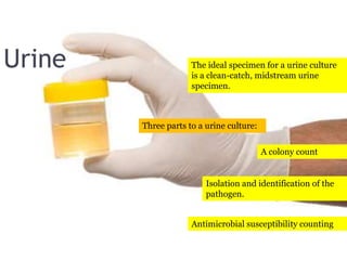 Urine The ideal specimen for a urine culture
is a clean-catch, midstream urine
specimen.
Three parts to a urine culture:
A colony count
Isolation and identification of the
pathogen.
Antimicrobial susceptibility counting
 