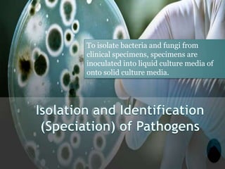 To isolate bacteria and fungi from
clinical specimens, specimens are
inoculated into liquid culture media of
onto solid culture media.
 