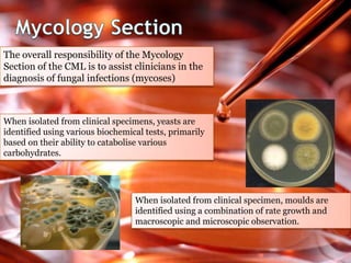 The overall responsibility of the Mycology
Section of the CML is to assist clinicians in the
diagnosis of fungal infections (mycoses)
When isolated from clinical specimens, yeasts are
identified using various biochemical tests, primarily
based on their ability to catabolise various
carbohydrates.
When isolated from clinical specimen, moulds are
identified using a combination of rate growth and
macroscopic and microscopic observation.
 