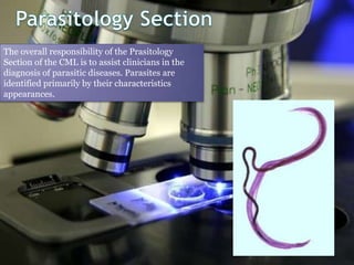 The overall responsibility of the Prasitology
Section of the CML is to assist clinicians in the
diagnosis of parasitic diseases. Parasites are
identified primarily by their characteristics
appearances.
 