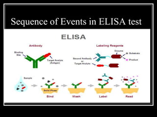 Sequence of Events in ELISA test
 