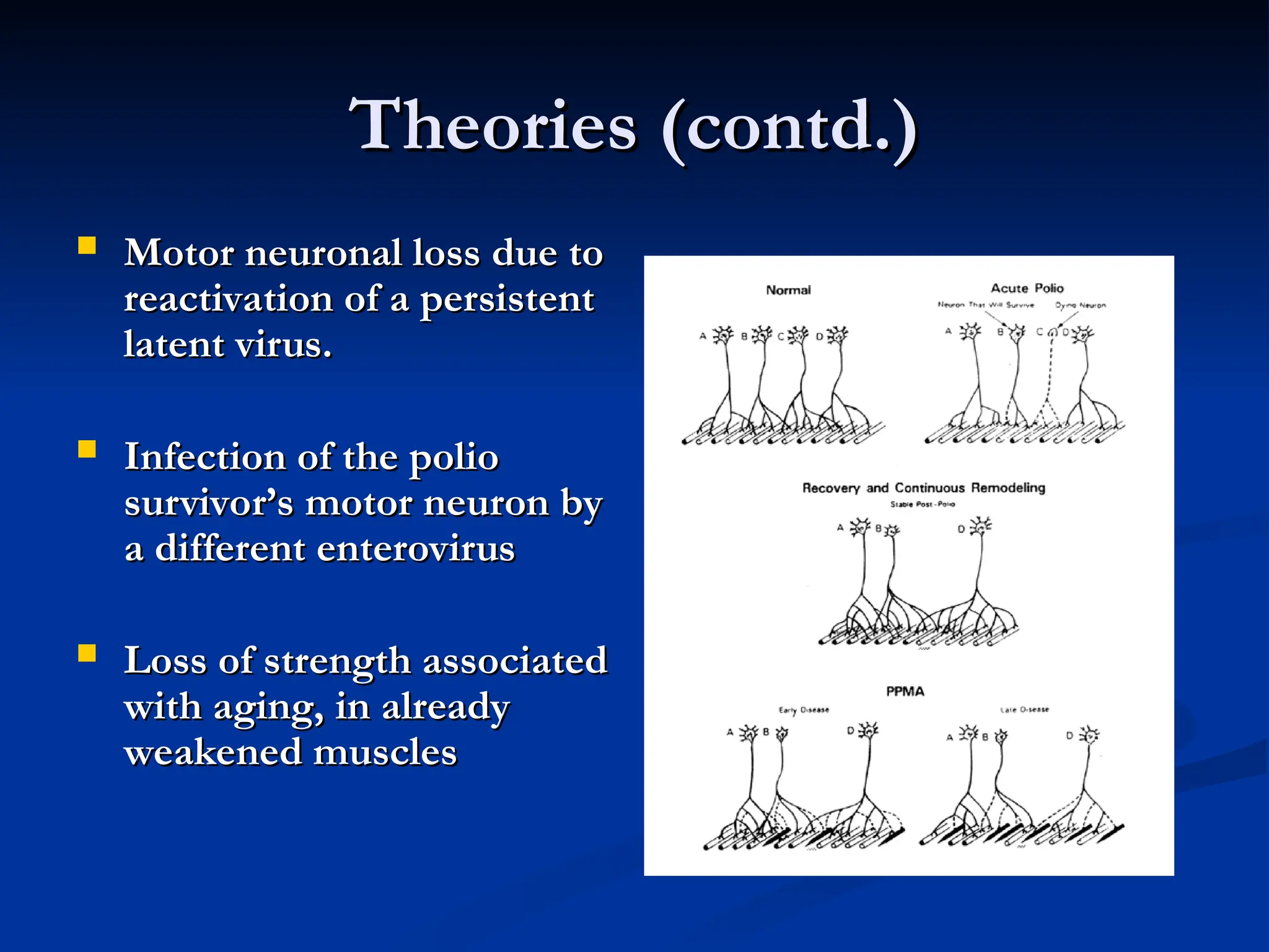 Theories (contd.)
Theories (contd.)
 Motor neuronal loss due to
Motor neuronal loss due to
reactivation of a persistent
reactivation of a persistent
latent virus.
latent virus.
 Infection of the polio
Infection of the polio
survivor’s motor neuron by
survivor’s motor neuron by
a different enterovirus
a different enterovirus
 Loss of strength associated
Loss of strength associated
with aging, in already
with aging, in already
weakened muscles
weakened muscles
 