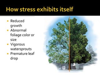  Reduced
  growth
 Abnormal
  foliage color or
  size
 Vigorous
  watersprouts
 Premature leaf
  drop
 