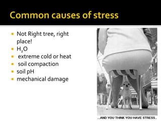    Not Right tree, right
    place!
   H 2O
   extreme cold or heat
   soil compaction
   soil pH
   mechanical damage
 
