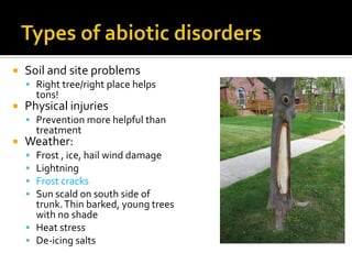   Soil and site problems
     Right tree/right place helps
        tons!
   Physical injuries
     Prevention more helpful than
        treatment
   Weather:
     Frost , ice, hail wind damage
     Lightning
     Frost cracks
     Sun scald on south side of
      trunk. Thin barked, young trees
      with no shade
     Heat stress
     De-icing salts
 