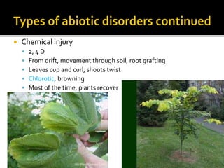    Chemical injury
       2, 4 D
       From drift, movement through soil, root grafting
       Leaves cup and curl, shoots twist
       Chlorotic, browning
       Most of the time, plants recover
 