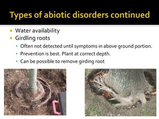    Water availability
   Girdling roots
     Often not detected until symptoms in above ground portion.
     Prevention is best. Plant at correct depth.
     Can be possible to remove girding root
 