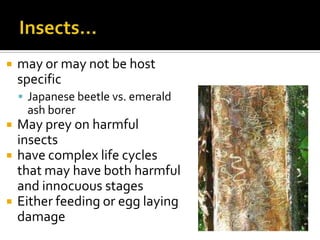    may or may not be host
    specific
     Japanese beetle vs. emerald
     ash borer
   May prey on harmful
    insects
   have complex life cycles
    that may have both harmful
    and innocuous stages
   Either feeding or egg laying
    damage
 