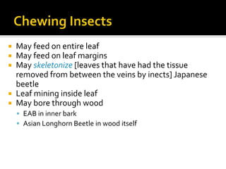  May feed on entire leaf
 May feed on leaf margins
 May skeletonize [leaves that have had the tissue
  removed from between the veins by inects] Japanese
  beetle
 Leaf mining inside leaf
 May bore through wood
     EAB in inner bark
     Asian Longhorn Beetle in wood itself
 