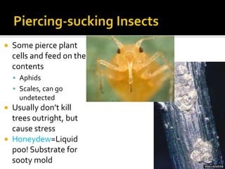   Some pierce plant
    cells and feed on the
    contents
     Aphids
     Scales, can go
      undetected
 Usually don’t kill
  trees outright, but
  cause stress
 Honeydew=Liquid
  poo! Substrate for
  sooty mold
 