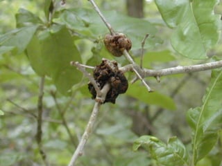    Galls are a plant
    response – not a
    cocoon
 