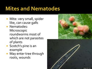  Mite: very small, spider
  like, can cause galls
 Nematodes:
  Microscopic
  roundworms most of
  which are not parasites
  of plants
 Scotch’s pine is an
  example
 May enter tree through
  roots, wounds
 
