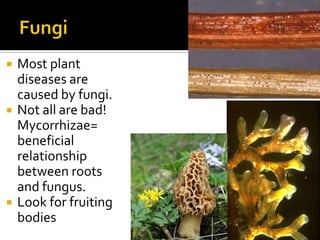    Most plant
    diseases are
    caused by fungi.
   Not all are bad!
    Mycorrhizae=
    beneficial
    relationship
    between roots
    and fungus.
   Look for fruiting
    bodies
 