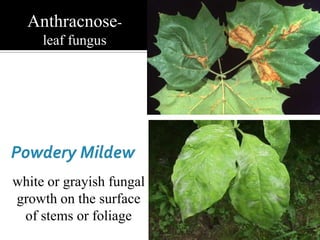 Anthracnose-
     leaf fungus




white or grayish fungal
growth on the surface
 of stems or foliage
 