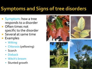  Symptom: how a tree
  responds to a disorder
 Often times not
  specific to the disorder
 Several at same time
 Examples
       Wilting
       Chlorosis (yellowing)
       Scorch
       Dieback
       Witch’s broom
       Stunted growth
 