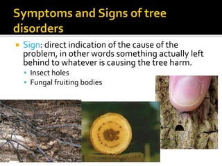    Sign: direct indication of the cause of the
    problem, in other words something actually left
    behind to whatever is causing the tree harm.
     Insect holes
     Fungal fruiting bodies
 