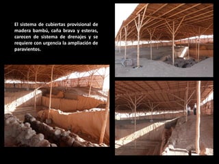 El sistema de cubiertas provisional de madera bambú, caña brava y esteras, carecen de sistema de drenajes y se requiere con urgencia la ampliación de paravientos.  