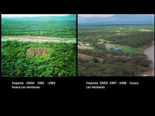 Impacto ENSO 1982 -1983 huaca Las Ventanas. 
Impacto ENSO 1997 -1998 huaca Las Ventanas  