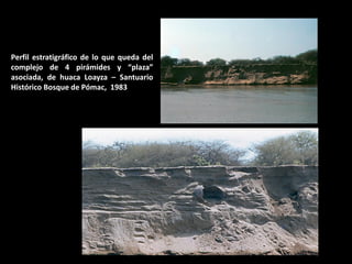 Perfil estratigráfico de lo que queda del complejo de 4 pirámides y “plaza” asociada, de huaca Loayza – Santuario Histórico Bosque de Pómac, 1983  