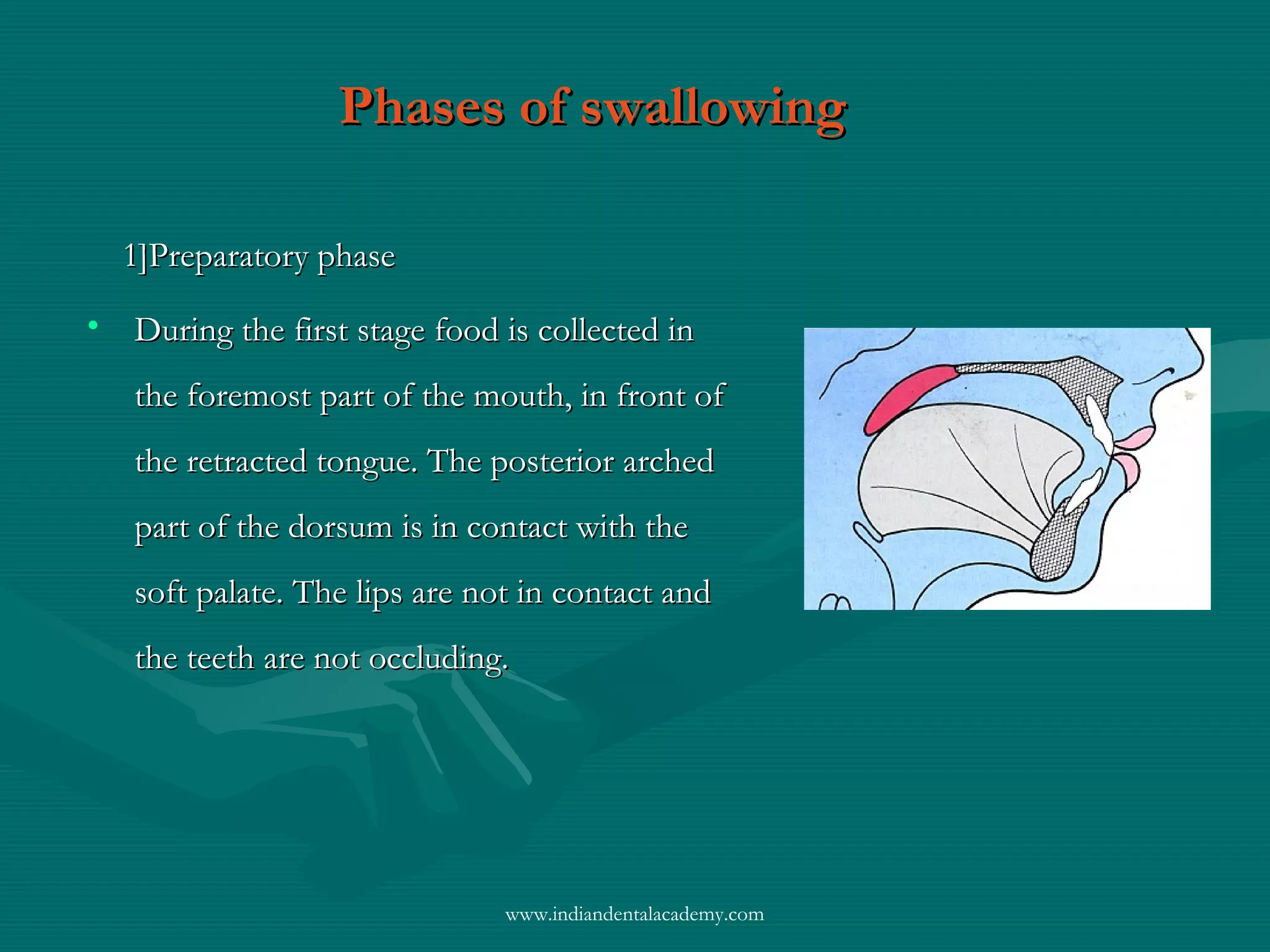 Phases of swallowingPhases of swallowing
1]Preparatory phase1]Preparatory phase
• During the first stage food is collected inDuring the first stage food is collected in
the foremost part of the mouth, in front ofthe foremost part of the mouth, in front of
the retracted tongue. The posterior archedthe retracted tongue. The posterior arched
part of the dorsum is in contact with thepart of the dorsum is in contact with the
soft palate. The lips are not in contact andsoft palate. The lips are not in contact and
the teeth are not occluding.the teeth are not occluding.
www.indiandentalacademy.com
 