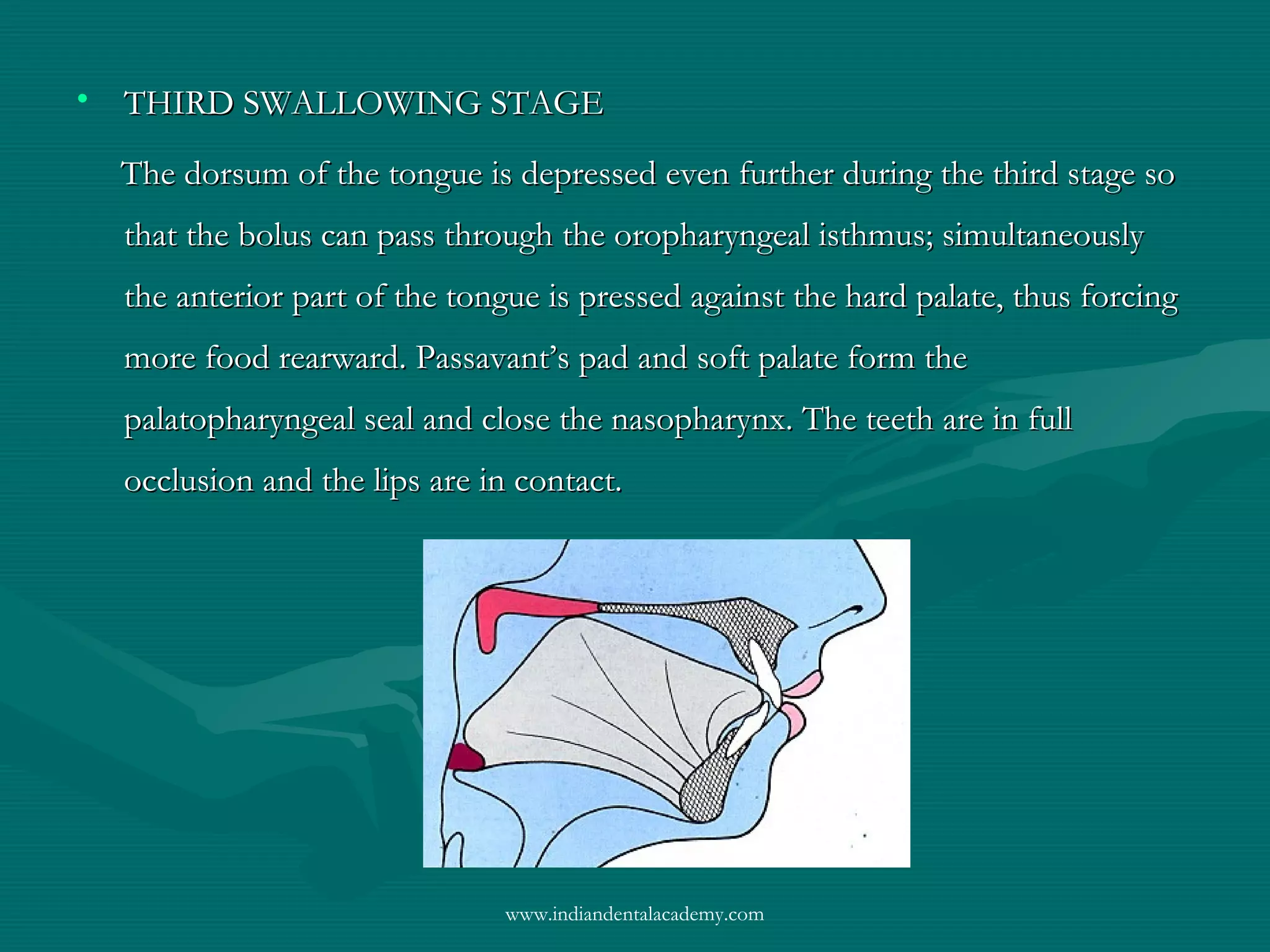 • THIRD SWALLOWING STAGETHIRD SWALLOWING STAGE
The dorsum of the tongue is depressed even further during the third stage soThe dorsum of the tongue is depressed even further during the third stage so
that the bolus can pass through the oropharyngeal isthmus; simultaneouslythat the bolus can pass through the oropharyngeal isthmus; simultaneously
the anterior part of the tongue is pressed against the hard palate, thus forcingthe anterior part of the tongue is pressed against the hard palate, thus forcing
more food rearward. Passavant’s pad and soft palate form themore food rearward. Passavant’s pad and soft palate form the
palatopharyngeal seal and close the nasopharynx. The teeth are in fullpalatopharyngeal seal and close the nasopharynx. The teeth are in full
occlusion and the lips are in contact.occlusion and the lips are in contact.
www.indiandentalacademy.com
 