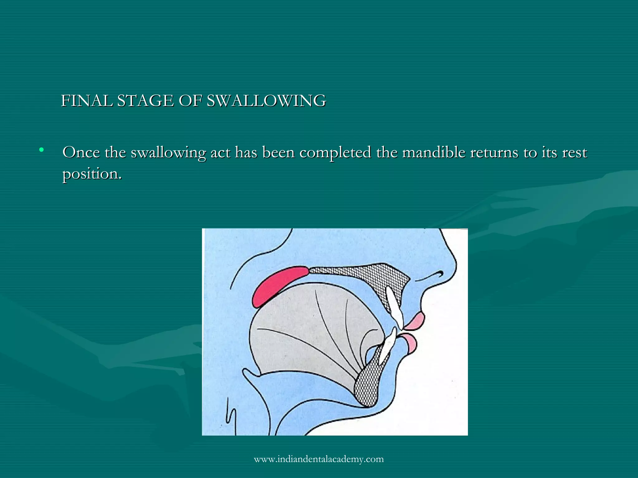 FINAL STAGE OF SWALLOWINGFINAL STAGE OF SWALLOWING
• Once the swallowing act has been completed the mandible returns to its restOnce the swallowing act has been completed the mandible returns to its rest
position.position.
www.indiandentalacademy.com
 