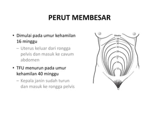PERUT MEMBESAR
• Dimulai pada umur kehamilan
16 minggu
– Uterus keluar dari rongga
pelvis dan masuk ke cavum
abdomen
• TFU menurun pada umur
kehamilan 40 minggu
– Kepala janin sudah turun
dan masuk ke rongga pelvis
 