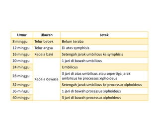 Umur Ukuran Letak
8 minggu Telur bebek Belum teraba
12 minggu Telur angsa Di atas symphisis
16 minggu Kepala bayi Setengah jarak umbilicus ke symphisis
20 minggu
Kepala dewasa
1 jari di bawah umbilicus
24 minggu Umbilicus
28 minggu
3 jari di atas umbilicus atau sepertiga jarak
umbilicus ke processus xiphoideus
32 minggu Setengah jarak umbilicus ke processus xiphoideus
36 minggu 1 jari di bawah processus xiphoideus
40 minggu 3 jari di bawah processus xiphoideus
 