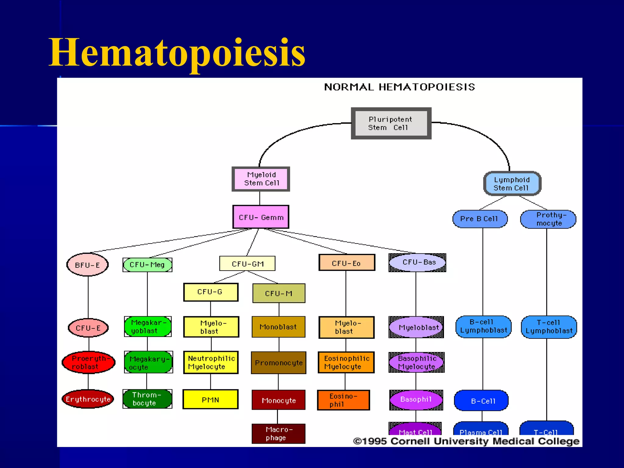 Hematopoiesis
 