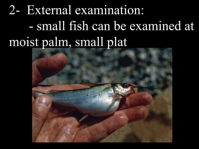 Diagnosis of fish diseases | PPT | Diseases and Conditions | Medical Health