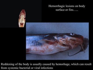 Diagnosis of fish diseases | PPT