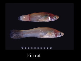 Diagnosis of fish diseases | PPT