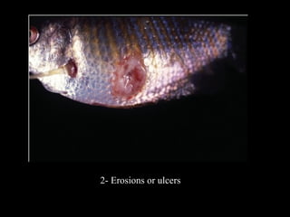 Diagnosis of fish diseases | PPT