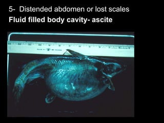 Diagnosis of fish diseases | PPT