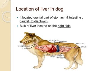 Diagnosis Of Liver Disease In Dogs Cats