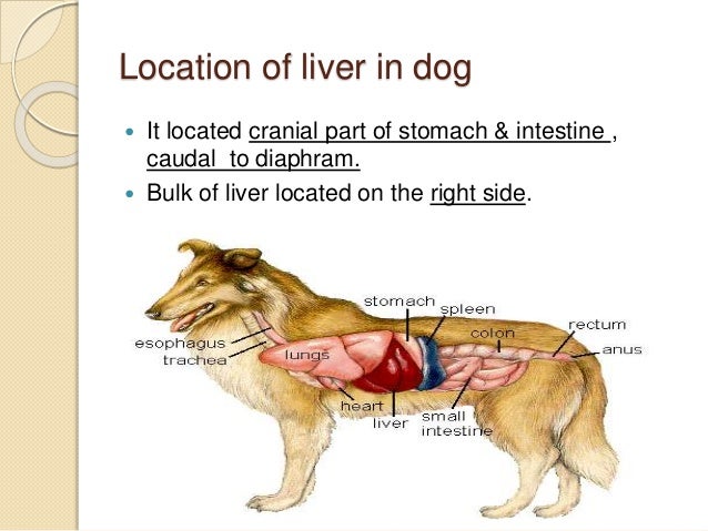Проблемы с печенью у собаки. Расположение печени у собаки. Где у собаки печень. Где находится печень у собаки фото.