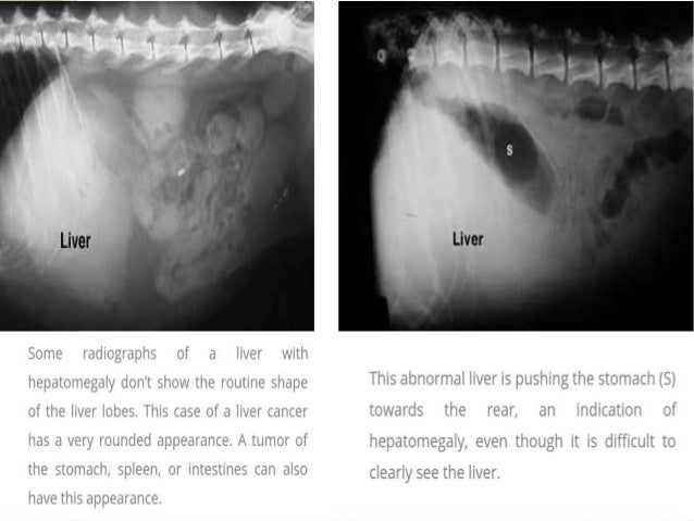 Diagnosis of Liver Disease in Dogs & Cats