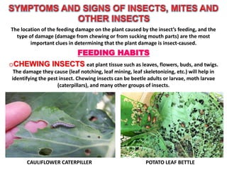 Diagnosis of pest on the basis of plant damage | PPTX