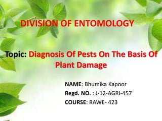 Topic: Diagnosis Of Pests On The Basis Of
Plant Damage
NAME: Bhumika Kapoor
Regd. NO. : J-12-AGRI-457
COURSE: RAWE- 423
DIVISION OF ENTOMOLOGY
 