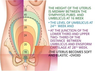 Enciform DIAGNOSIS OF PREGNANCY During on examination | PPTX