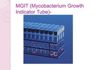 Mgit Phenotypic Testing Diagnosis of Tuberculosis | PPTX