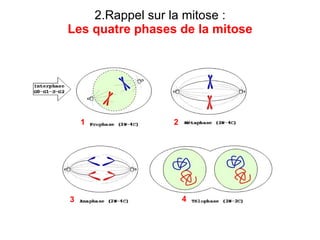 2.Rappel sur la mitose : Les quatre phases de la mitose 1 4 2 3 