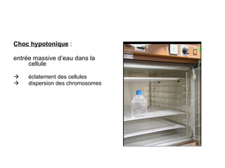 Choc hypotonique  :  entrée massive d’eau dans la cellule éclatement des cellules dispersion des chromosomes 