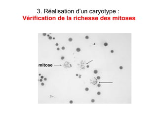 3. Réalisation d’un caryotype :  Vérification de la richesse des mitoses mitose 