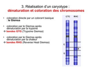 3. Réalisation d’un caryotype :  dénaturation et coloration des chromosomes coloration directe par un colorant basique  :  le Giemsa   coloration par le Giemsa après dénaturation par la trypsine     bandes GTG  (Trypsine Giemsa) coloration par le Giemsa après dénaturation par la chaleur     bandes RHG  (Reverse Heat Giemsa) 
