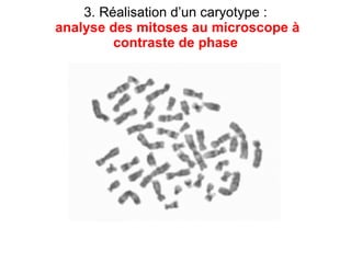 3. Réalisation d’un caryotype :   analyse des mitoses au microscope à contraste de phase 